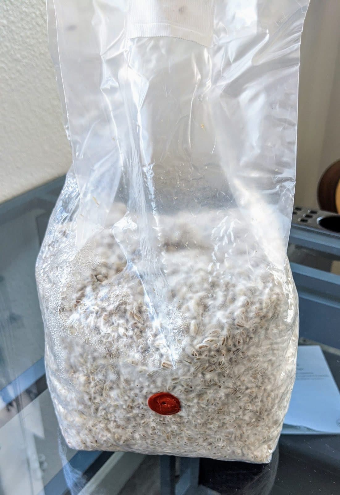 Beyond Rye Premium Rye Berry Grain Spawn Bag