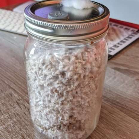 colonized rye spawn jar