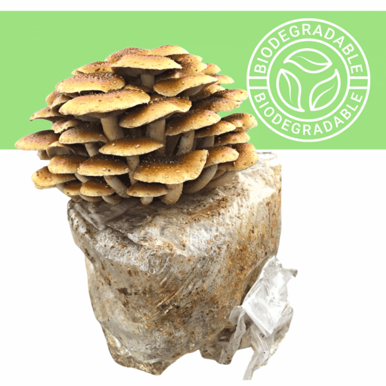 Biodegradable Mushroom Bags