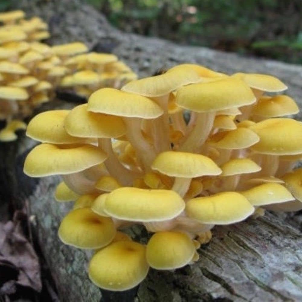 Gold Oyster Mushroom Culture Milliken Mushroom Supply