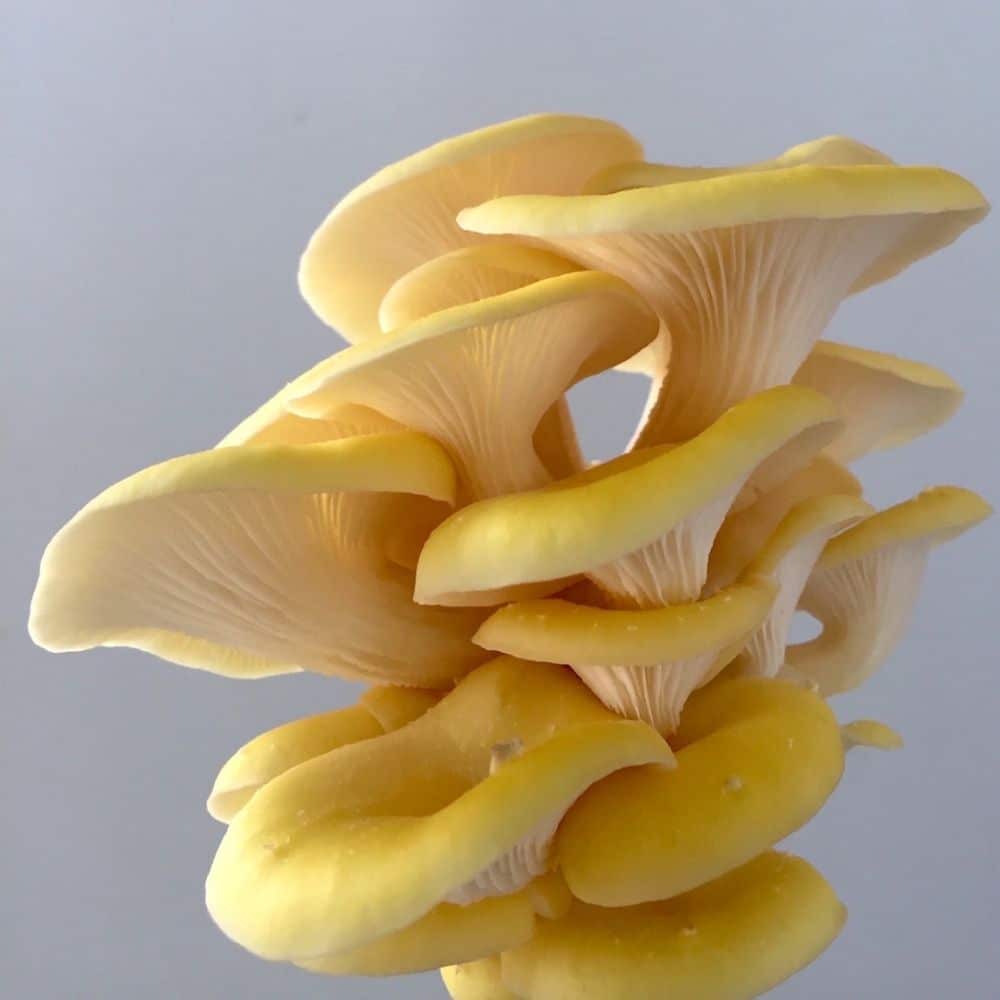 Gold Oyster Mushroom Culture - Milliken Mushroom Supply