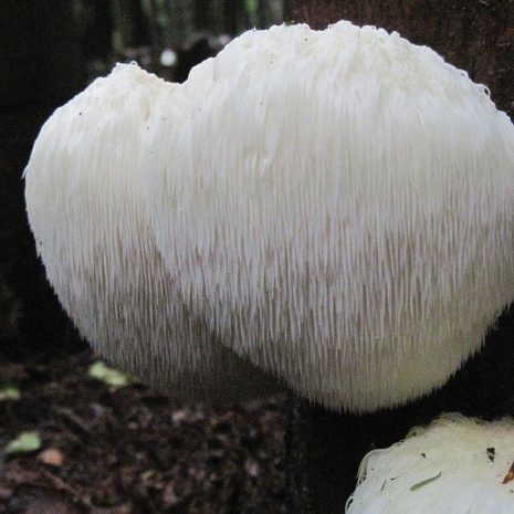 large lions mane mushroom