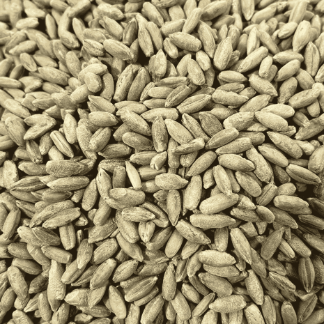 Organic rye berries