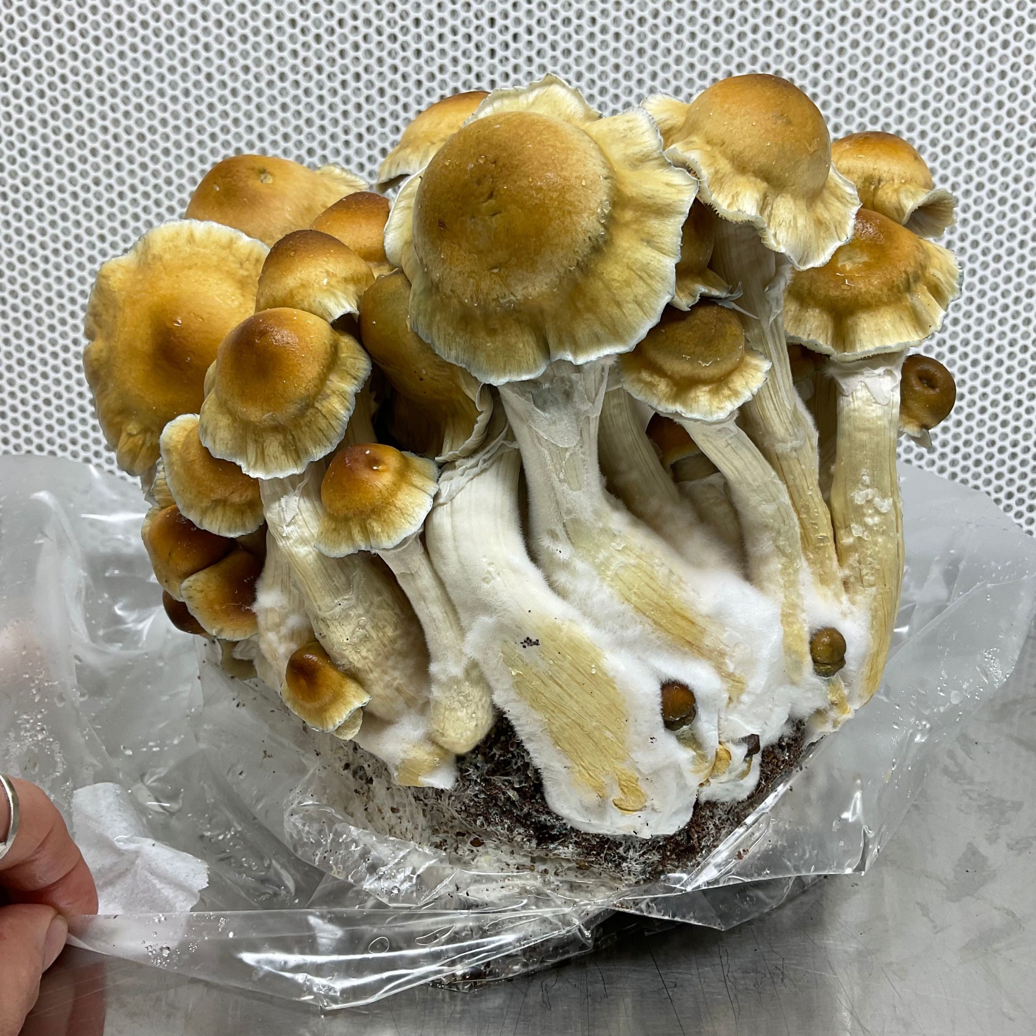 Shiitake - Lentinula Edodes - Indoor Spawn-Bag with growing tent for  organic growing, AT-BIO-301 - M