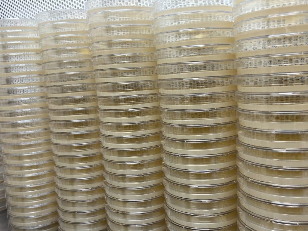 sterile agar dishes for mushroom cultures