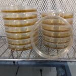 Sorghum Agar Plates